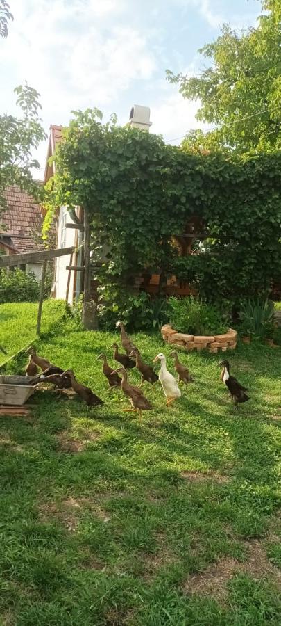 Miklos Lak Ocna de Sus Exteriér fotografie